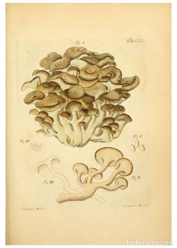 Coleccionismo de Revistas y Peri&oacute;dicos: Reproducci&oacute;n/Reproduction 6257439046: Fungorum qui in Bavaria et Palatinatu circa Ratisbonam nascunt