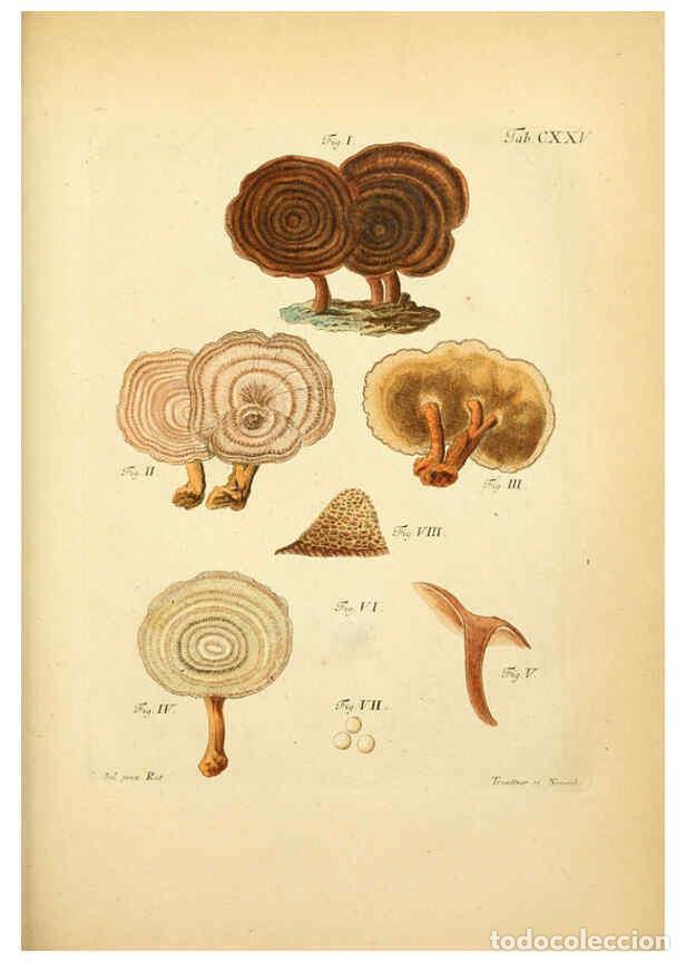 Coleccionismo de Revistas y Peri&oacute;dicos: Reproducci&oacute;n/Reproduction 6256912505: Fungorum qui in Bavaria et Palatinatu circa Ratisbonam nascunt