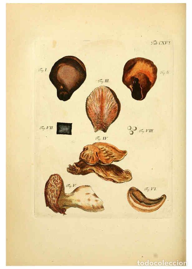 Coleccionismo de Revistas y Peri&oacute;dicos: Reproducci&oacute;n/Reproduction 6257440344: Fungorum qui in Bavaria et Palatinatu circa Ratisbonam nascunt