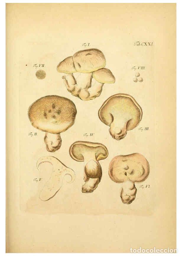 Coleccionismo de Revistas y Peri&oacute;dicos: Reproducci&oacute;n/Reproduction 6256911553: Fungorum qui in Bavaria et Palatinatu circa Ratisbonam nascunt