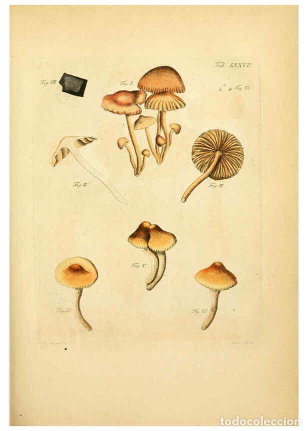Coleccionismo de Revistas y Peri&oacute;dicos: Reproducci&oacute;n/Reproduction 6256900471: Fungorum qui in Bavaria et Palatinatu circa Ratisbonam nascunt