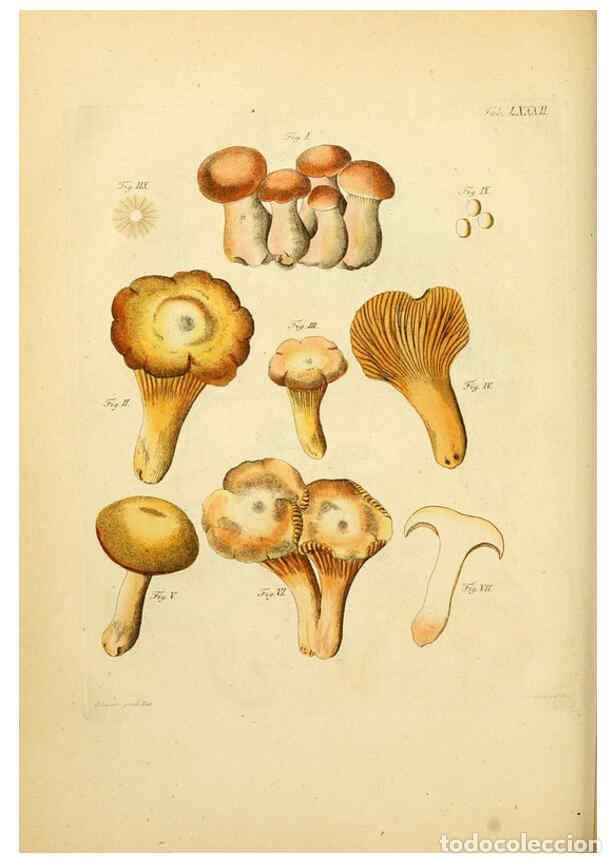 Coleccionismo de Revistas y Peri&oacute;dicos: Reproducci&oacute;n/Reproduction 6256901599: Fungorum qui in Bavaria et Palatinatu circa Ratisbonam nascunt