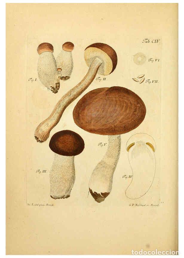 Coleccionismo de Revistas y Peri&oacute;dicos: Reproducci&oacute;n/Reproduction 6256906935: Fungorum qui in Bavaria et Palatinatu circa Ratisbonam nascunt
