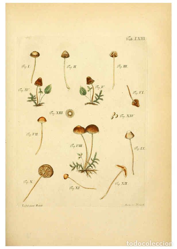 Coleccionismo de Revistas y Peri&oacute;dicos: Reproducci&oacute;n/Reproduction 6256897503: Fungorum qui in Bavaria et Palatinatu circa Ratisbonam nascunt