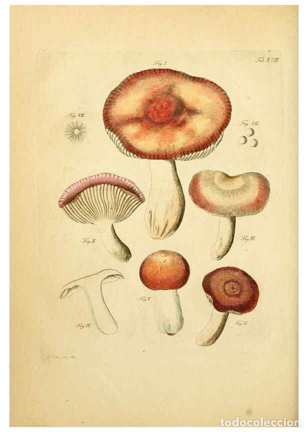 Coleccionismo de Revistas y Peri&oacute;dicos: Reproducci&oacute;n/Reproduction 6257433846: Fungorum qui in Bavaria et Palatinatu circa Ratisbonam nascunt