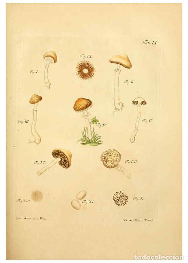Coleccionismo de Revistas y Peri&oacute;dicos: Reproducci&oacute;n/Reproduction 6257423984: Fungorum qui in Bavaria et Palatinatu circa Ratisbonam nascunt