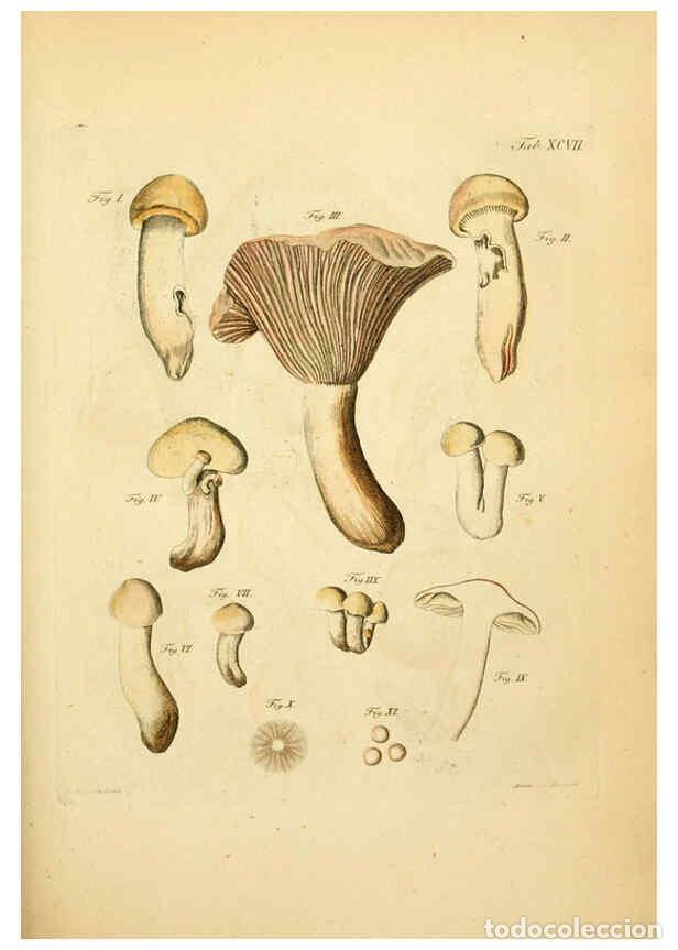 Coleccionismo de Revistas y Peri&oacute;dicos: Reproducci&oacute;n/Reproduction 6257434916: Fungorum qui in Bavaria et Palatinatu circa Ratisbonam nascunt