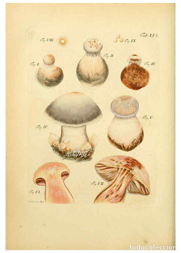 Coleccionismo de Revistas y Peri&oacute;dicos: Reproducci&oacute;n/Reproduction 6257425434: Fungorum qui in Bavaria et Palatinatu circa Ratisbonam nascunt