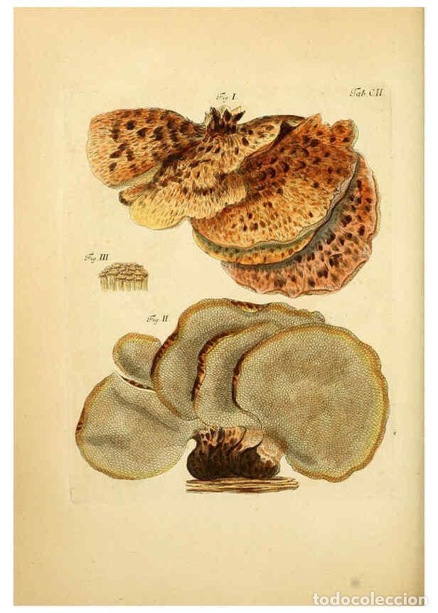 Coleccionismo de Revistas y Peri&oacute;dicos: Reproducci&oacute;n/Reproduction 6256906311: Fungorum qui in Bavaria et Palatinatu circa Ratisbonam nascunt