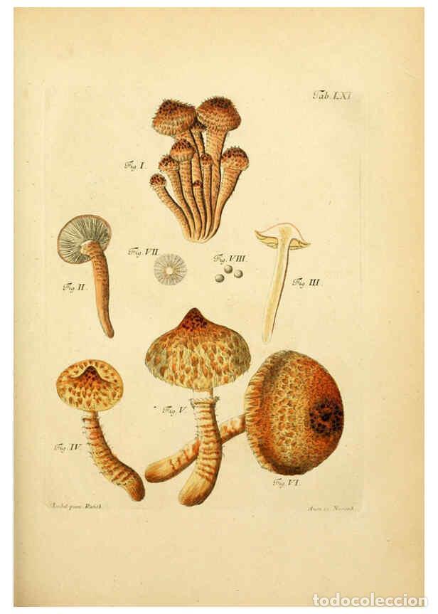 Coleccionismo de Revistas y Peri&oacute;dicos: Reproducci&oacute;n/Reproduction 6256896989: Fungorum qui in Bavaria et Palatinatu circa Ratisbonam nascunt