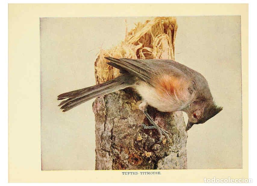 Coleccionismo de Revistas y Peri&oacute;dicos: Reproducci&oacute;n/Reproduction 6256986917: Birds of lakeside and prairie Chicago,A.W. Mumford[1901] - Edw