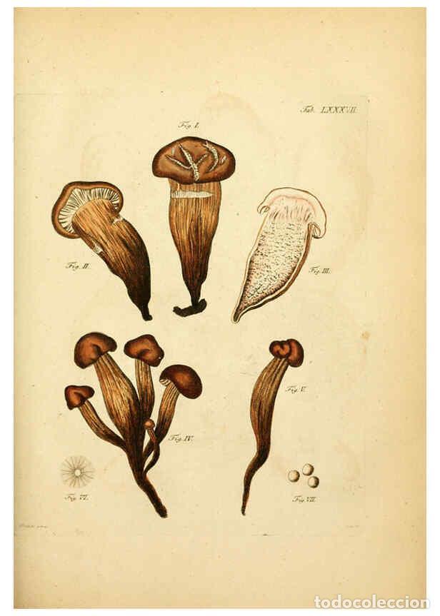 Coleccionismo de Revistas y Peri&oacute;dicos: Reproducci&oacute;n/Reproduction 6257432642: Fungorum qui in Bavaria et Palatinatu circa Ratisbonam nascunt