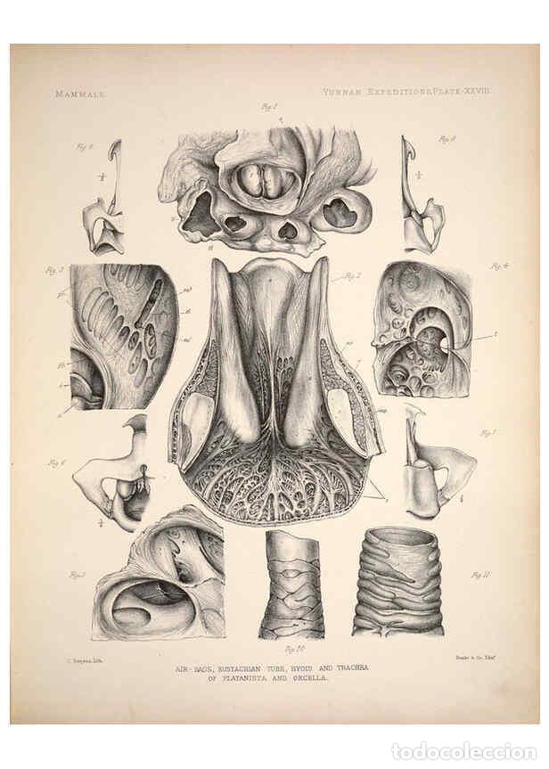 Coleccionismo de Revistas y Peri&oacute;dicos: Reproducci&oacute;n/Reproduction 6258155746: Anatomical and zoological researches v.2. London,B. Quaritch,1