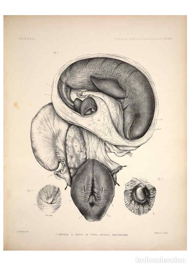 Coleccionismo de Revistas y Peri&oacute;dicos: Reproducci&oacute;n/Reproduction 6257630385: Anatomical and zoological researches v.2. London,B. Quaritch,1