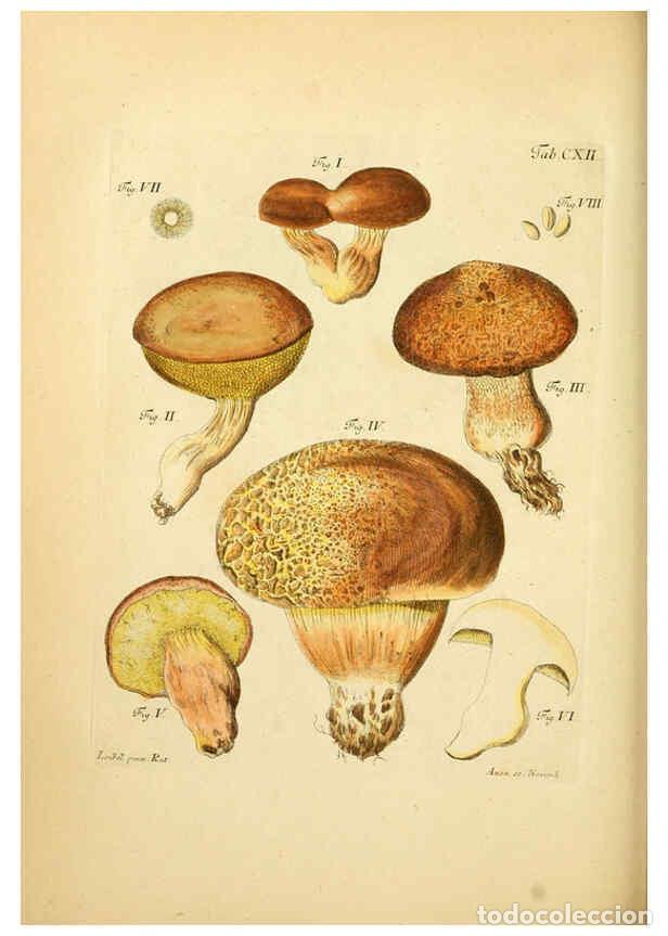 Coleccionismo de Revistas y Peri&oacute;dicos: Reproducci&oacute;n/Reproduction 6257439296: Fungorum qui in Bavaria et Palatinatu circa Ratisbonam nascunt