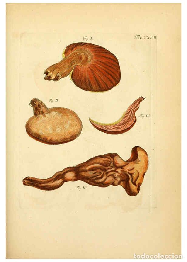 Coleccionismo de Revistas y Peri&oacute;dicos: Reproducci&oacute;n/Reproduction 6256910567: Fungorum qui in Bavaria et Palatinatu circa Ratisbonam nascunt