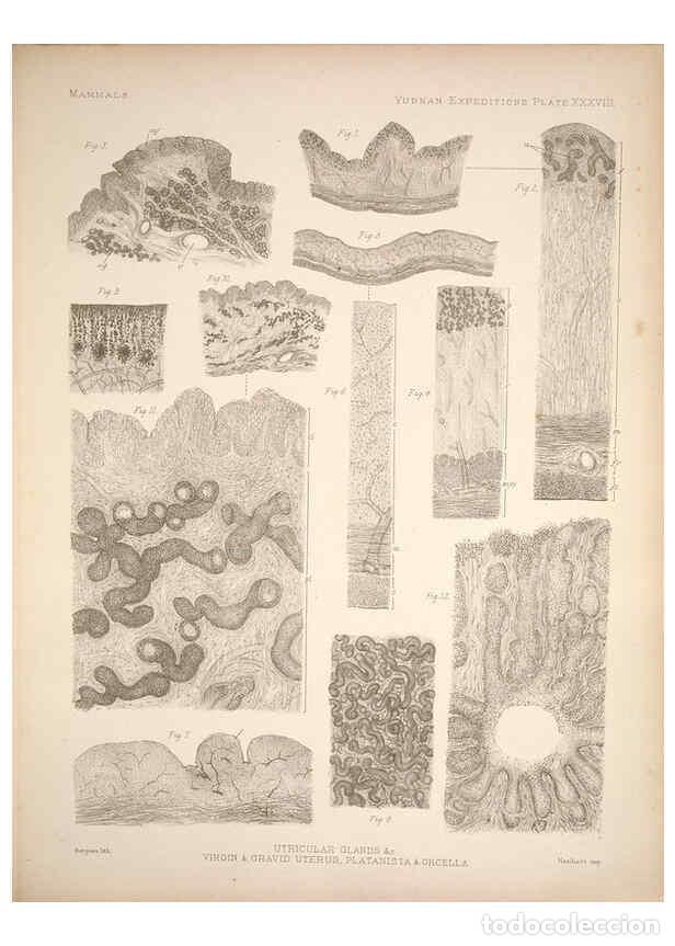 Coleccionismo de Revistas y Peri&oacute;dicos: Reproducci&oacute;n/Reproduction 6257631577: Anatomical and zoological researches v.2. London,B. Quaritch,1