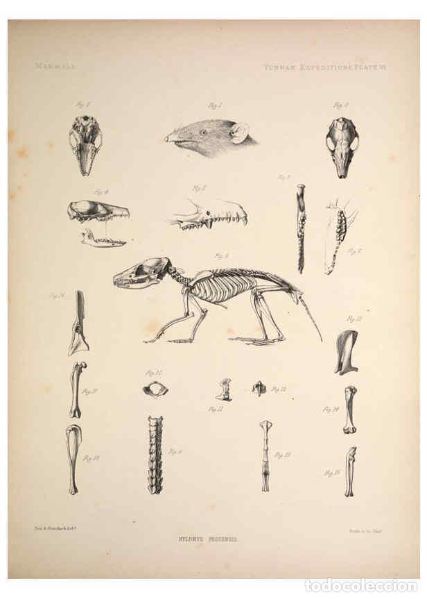 Colecionismo de Revistas e Jornais: Reproducci&oacute;n/Reproduction 6257623633: Anatomical and zoological researches v.2. London,B. Quaritch,1