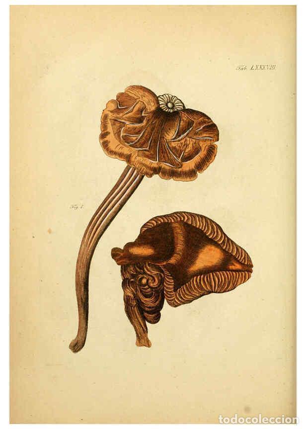 Colecionismo de Revistas e Jornais: Reproducci&oacute;n/Reproduction 6257432918: Fungorum qui in Bavaria et Palatinatu circa Ratisbonam nascunt