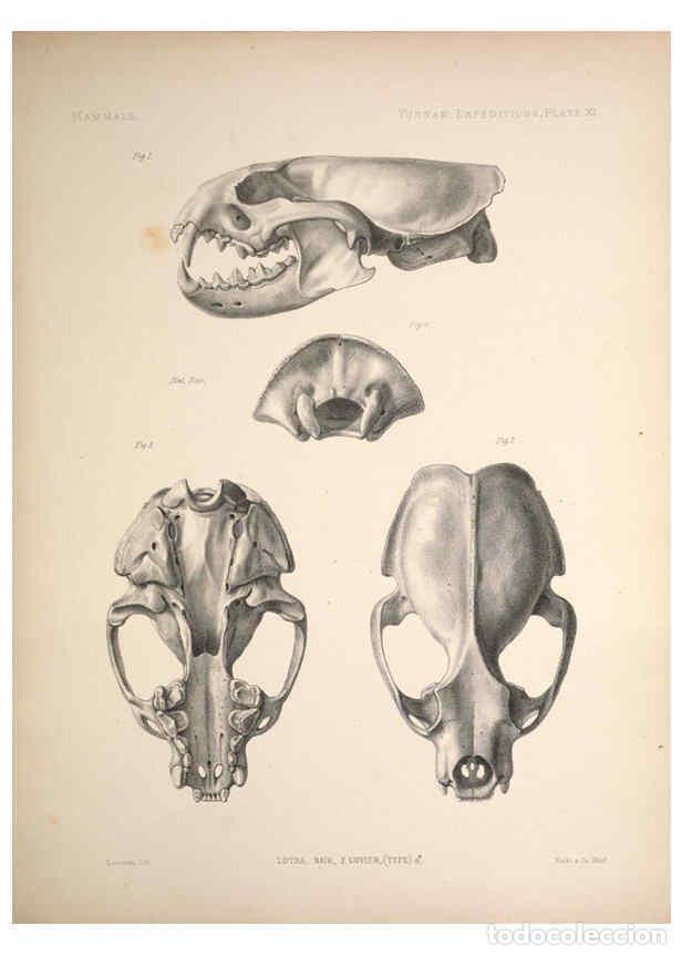 Colecionismo de Revistas e Jornais: Reproducci&oacute;n/Reproduction 6257624601: Anatomical and zoological researches v.2. London,B. Quaritch,1