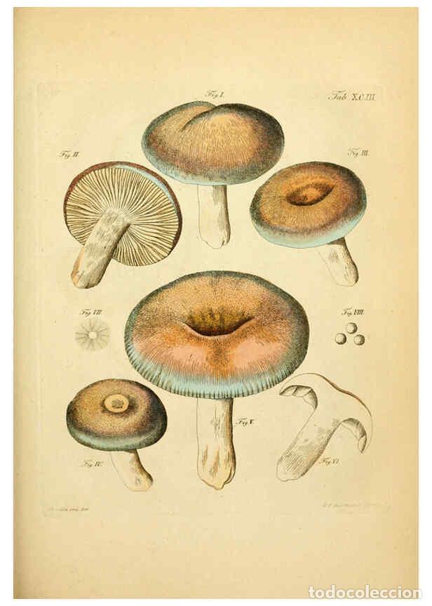 Colecionismo de Revistas e Jornais: Reproducci&oacute;n/Reproduction 6256904251: Fungorum qui in Bavaria et Palatinatu circa Ratisbonam nascunt