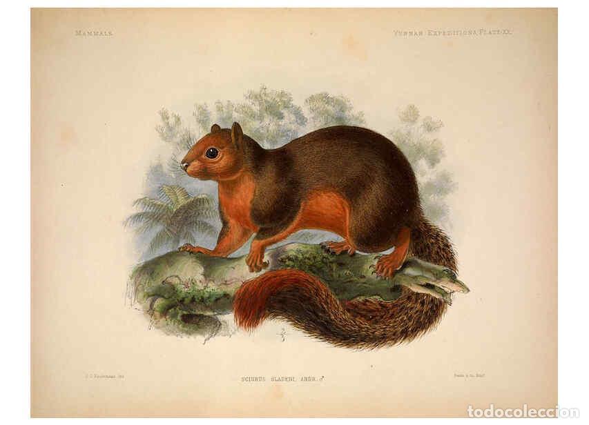 Colecionismo de Revistas e Jornais: Reproducci&oacute;n/Reproduction 6257627055: Anatomical and zoological researches v.2. London,B. Quaritch,1