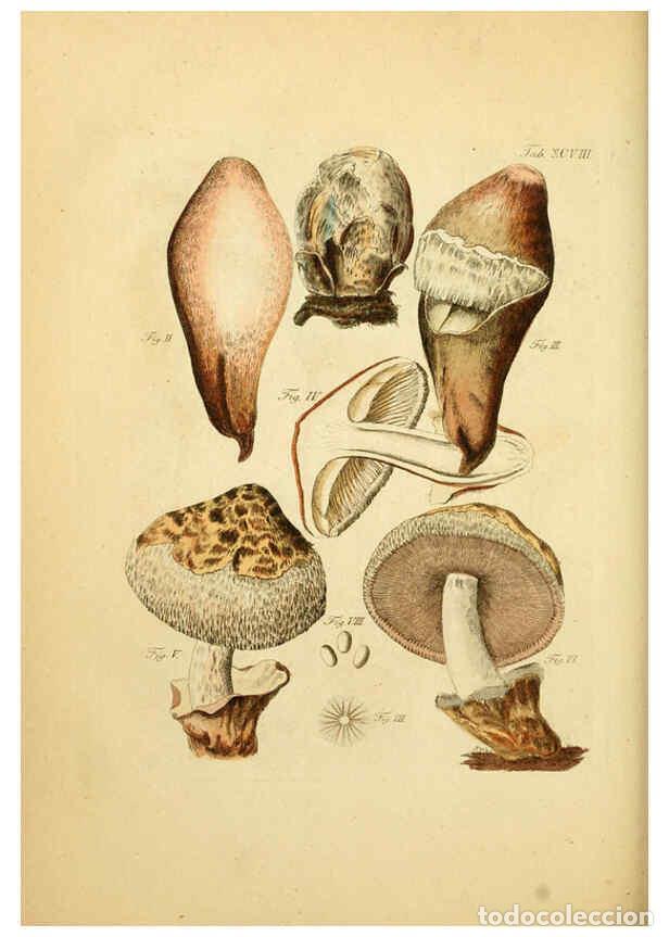 Colecionismo de Revistas e Jornais: Reproducci&oacute;n/Reproduction 6256905465: Fungorum qui in Bavaria et Palatinatu circa Ratisbonam nascunt