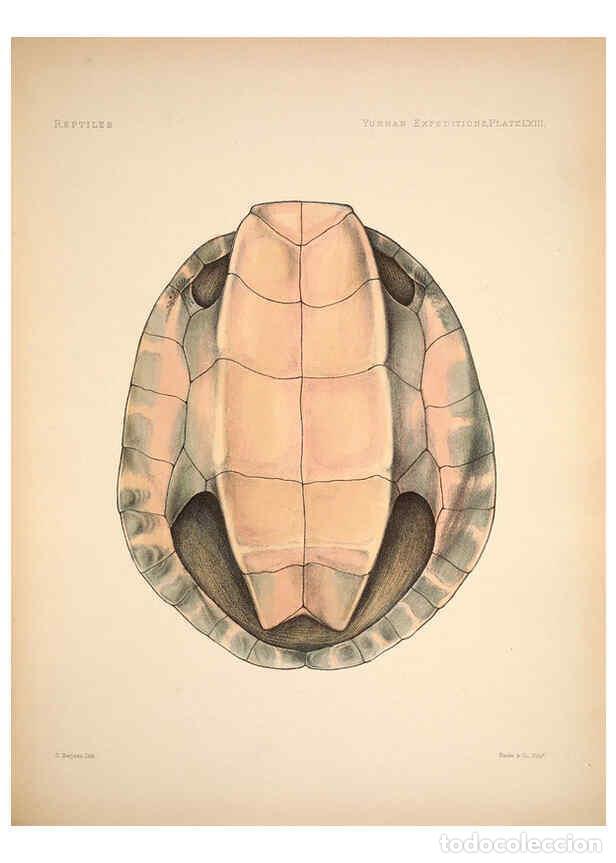 Colecionismo de Revistas e Jornais: Reproducci&oacute;n/Reproduction 6257637769: Anatomical and zoological researches v.2. London,B. Quaritch,1