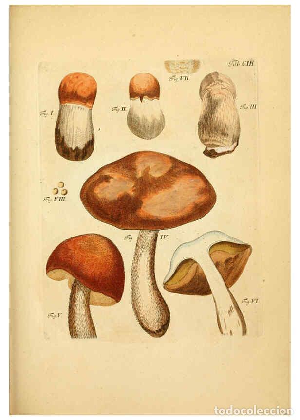 Colecionismo de Revistas e Jornais: Reproducci&oacute;n/Reproduction 6257436528: Fungorum qui in Bavaria et Palatinatu circa Ratisbonam nascunt