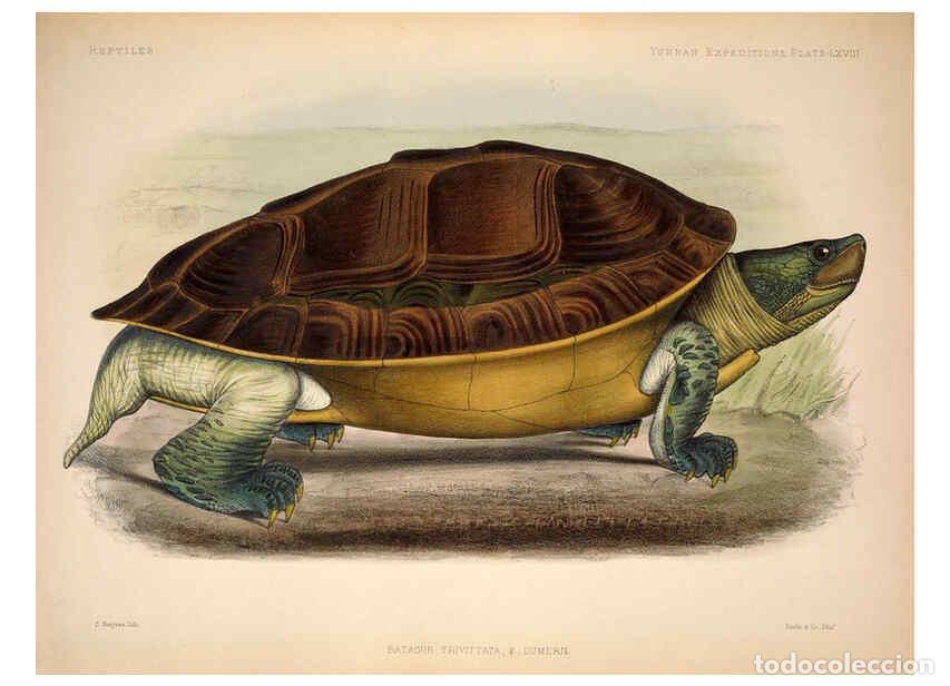 Colecionismo de Revistas e Jornais: Reproducci&oacute;n/Reproduction 6258165526: Anatomical and zoological researches v.2. London,B. Quaritch,1