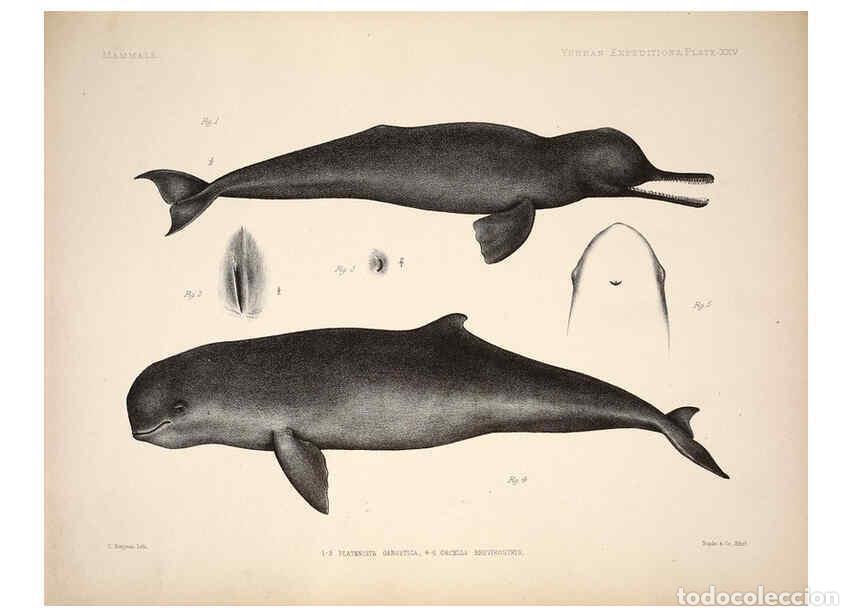 Colecionismo de Revistas e Jornais: Reproducci&oacute;n/Reproduction 6257628233: Anatomical and zoological researches v.2. London,B. Quaritch,1