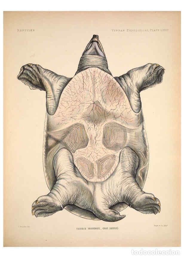 Colecionismo de Revistas e Jornais: Reproducci&oacute;n/Reproduction 6258166480: Anatomical and zoological researches v.2. London,B. Quaritch,1