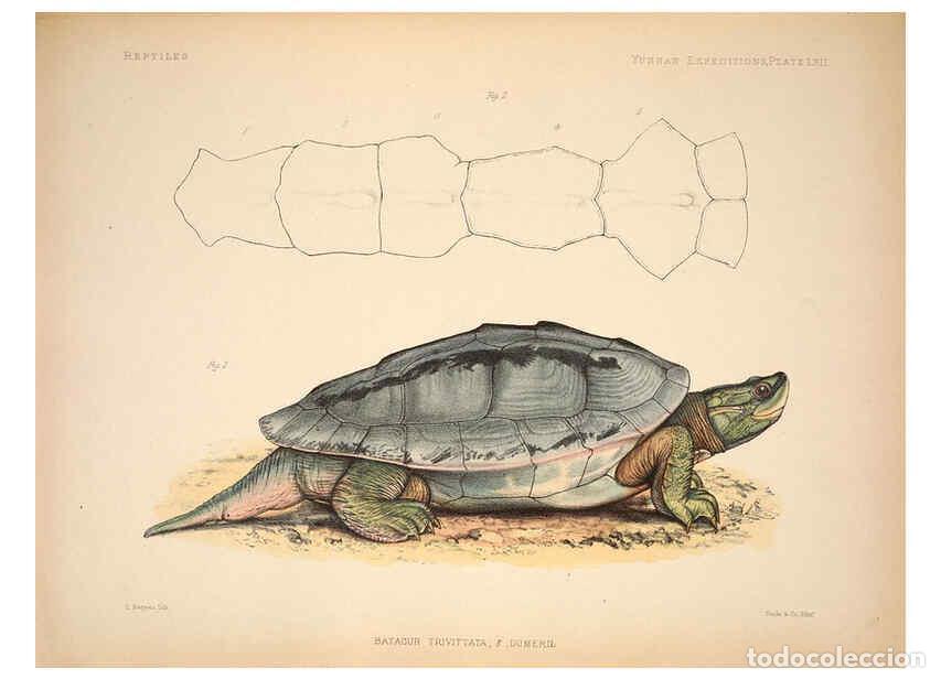 Colecionismo de Revistas e Jornais: Reproducci&oacute;n/Reproduction 6257637543: Anatomical and zoological researches v.2. London,B. Quaritch,1