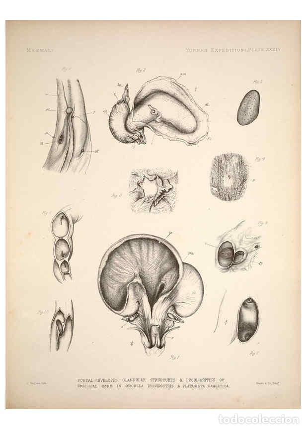 Colecionismo de Revistas e Jornais: Reproducci&oacute;n/Reproduction 6257630595: Anatomical and zoological researches v.2. London,B. Quaritch,1