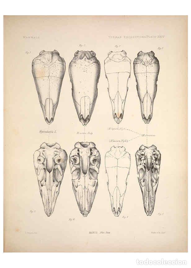 Colecionismo de Revistas e Jornais: Reproducci&oacute;n/Reproduction 6258154538: Anatomical and zoological researches v.2. London,B. Quaritch,1
