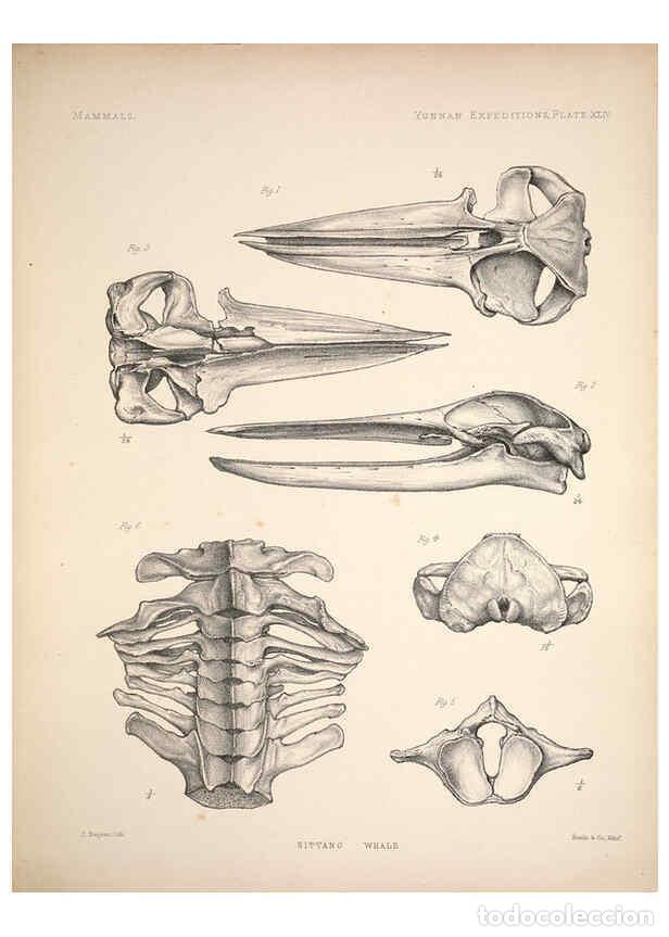 Colecionismo de Revistas e Jornais: Reproducci&oacute;n/Reproduction 6257633013: Anatomical and zoological researches v.2. London,B. Quaritch,1