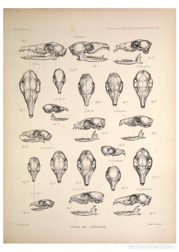 Colecionismo de Revistas e Jornais: Reproducci&oacute;n/Reproduction 6257623809: Anatomical and zoological researches v.2. London,B. Quaritch,1