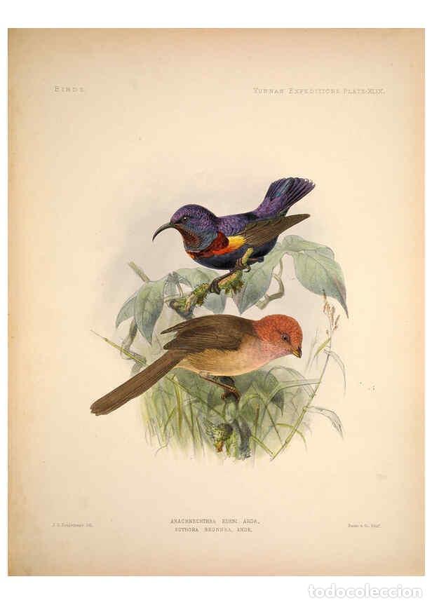 Colecionismo de Revistas e Jornais: Reproducci&oacute;n/Reproduction 6257634453: Anatomical and zoological researches v.2. London,B. Quaritch,1