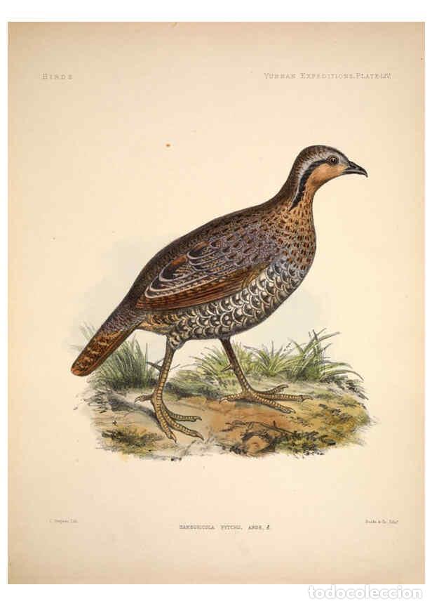 Colecionismo de Revistas e Jornais: Reproducci&oacute;n/Reproduction 6257635589: Anatomical and zoological researches v.2. London,B. Quaritch,1