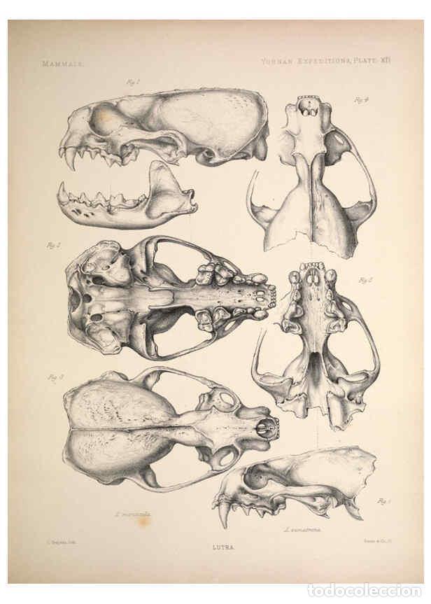 Colecionismo de Revistas e Jornais: Reproducci&oacute;n/Reproduction 6257624767: Anatomical and zoological researches v.2. London,B. Quaritch,1