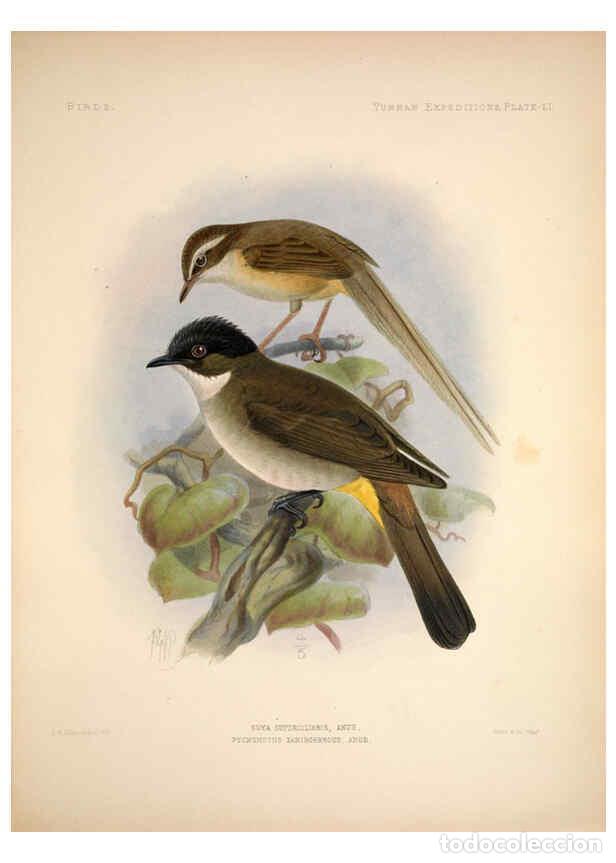 Colecionismo de Revistas e Jornais: Reproducci&oacute;n/Reproduction 6258161366: Anatomical and zoological researches v.2. London,B. Quaritch,1