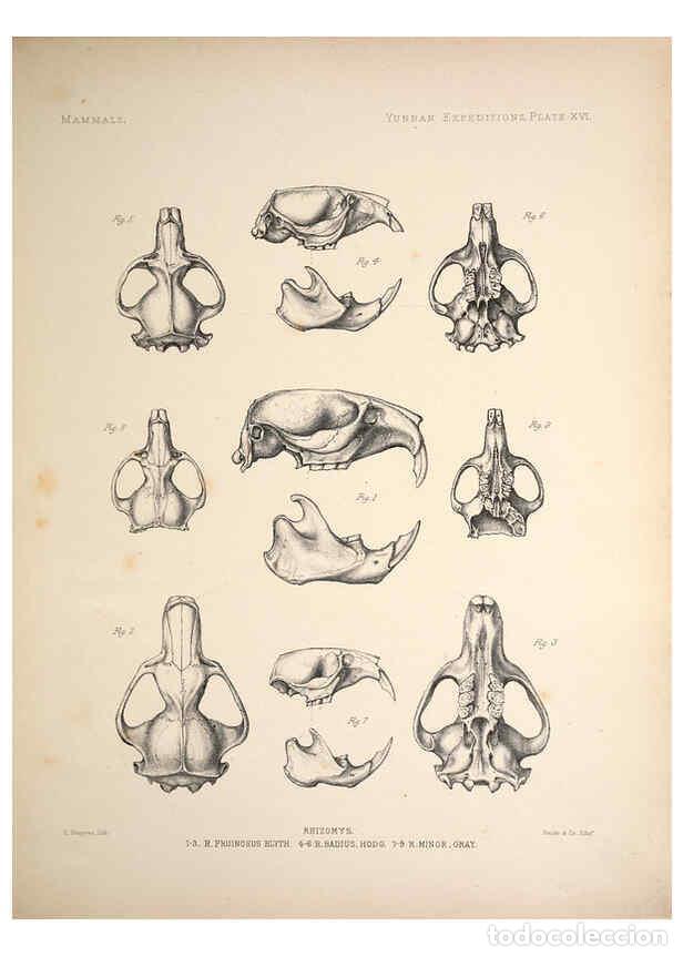Colecionismo de Revistas e Jornais: Reproducci&oacute;n/Reproduction 6258152732: Anatomical and zoological researches v.2. London,B. Quaritch,1