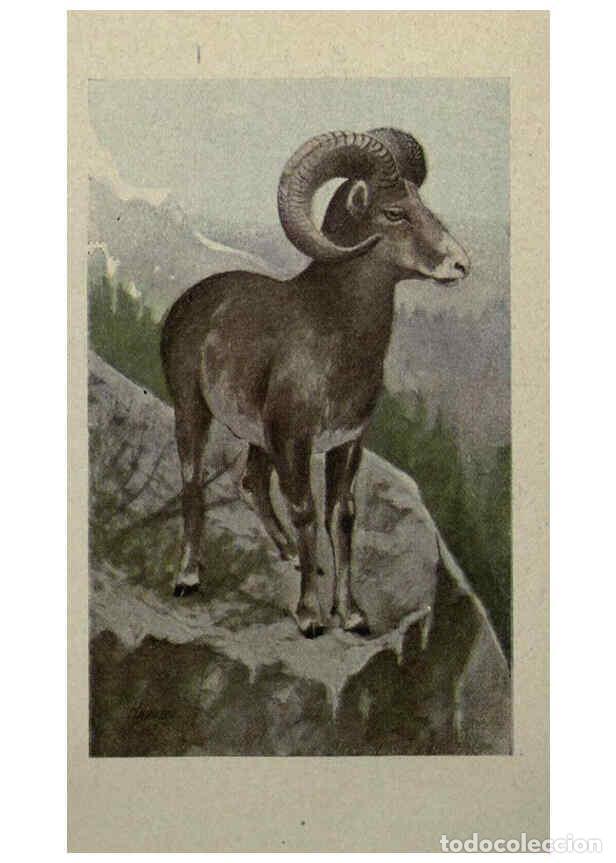 Colecionismo de Revistas e Jornais: Reproducci&oacute;n/Reproduction 6257102315: Animal guide, North American wild animals Worcester, Mass. :C.