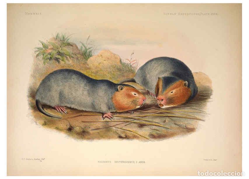 Colecionismo de Revistas e Jornais: Reproducci&oacute;n/Reproduction 6257625287: Anatomical and zoological researches v.2. London,B. Quaritch,1