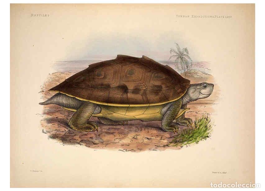 Colecionismo de Revistas e Jornais: Reproducci&oacute;n/Reproduction 6258164500: Anatomical and zoological researches v.2. London,B. Quaritch,1