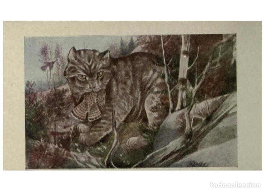 Colecionismo de Revistas e Jornais: Reproducci&oacute;n/Reproduction 6257634502: Animal guide, North American wild animals Worcester, Mass. :C.