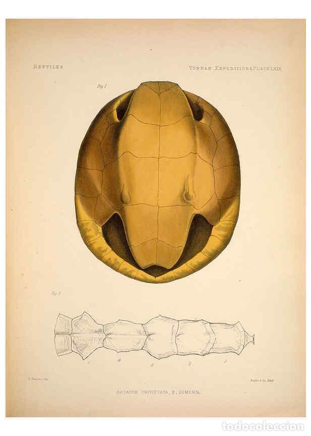 Colecionismo de Revistas e Jornais: Reproducci&oacute;n/Reproduction 6258165726: Anatomical and zoological researches v.2. London,B. Quaritch,1