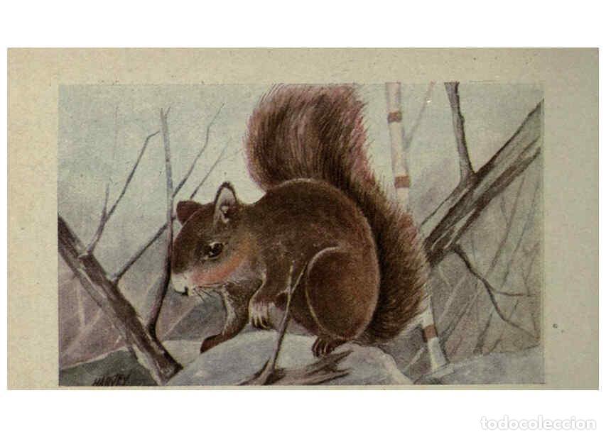 Sammeln von Zeitschriften und Zeitungen: Reproducci&oacute;n/Reproduction 6257111909: Animal guide, North American wild animals Worcester, Mass. :C.