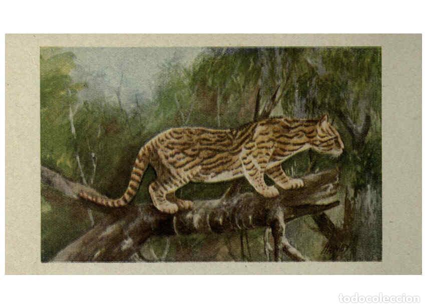 Sammeln von Zeitschriften und Zeitungen: Reproducci&oacute;n/Reproduction 6257104855: Animal guide, North American wild animals Worcester, Mass. :C.