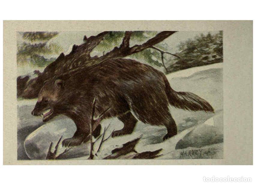 Sammeln von Zeitschriften und Zeitungen: Reproducci&oacute;n/Reproduction 6257636820: Animal guide, North American wild animals Worcester, Mass. :C.